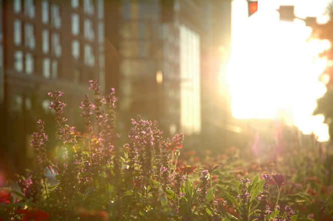 Tall purple flowers next to a tall building, which is seen vaguely in the background, and a sun flare covering everything in bright light.