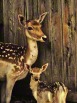 A photo of a mother deer and her young fawn standing near a wooden fence.