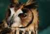 A close-up portrait of a striped owl, which is found mainly in Central and South America.