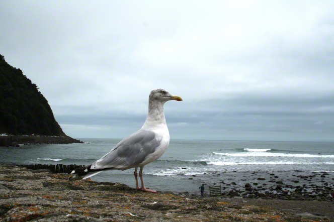 An image of a seagull standing on a rocky ledge overlooking a beach on an overcast day.