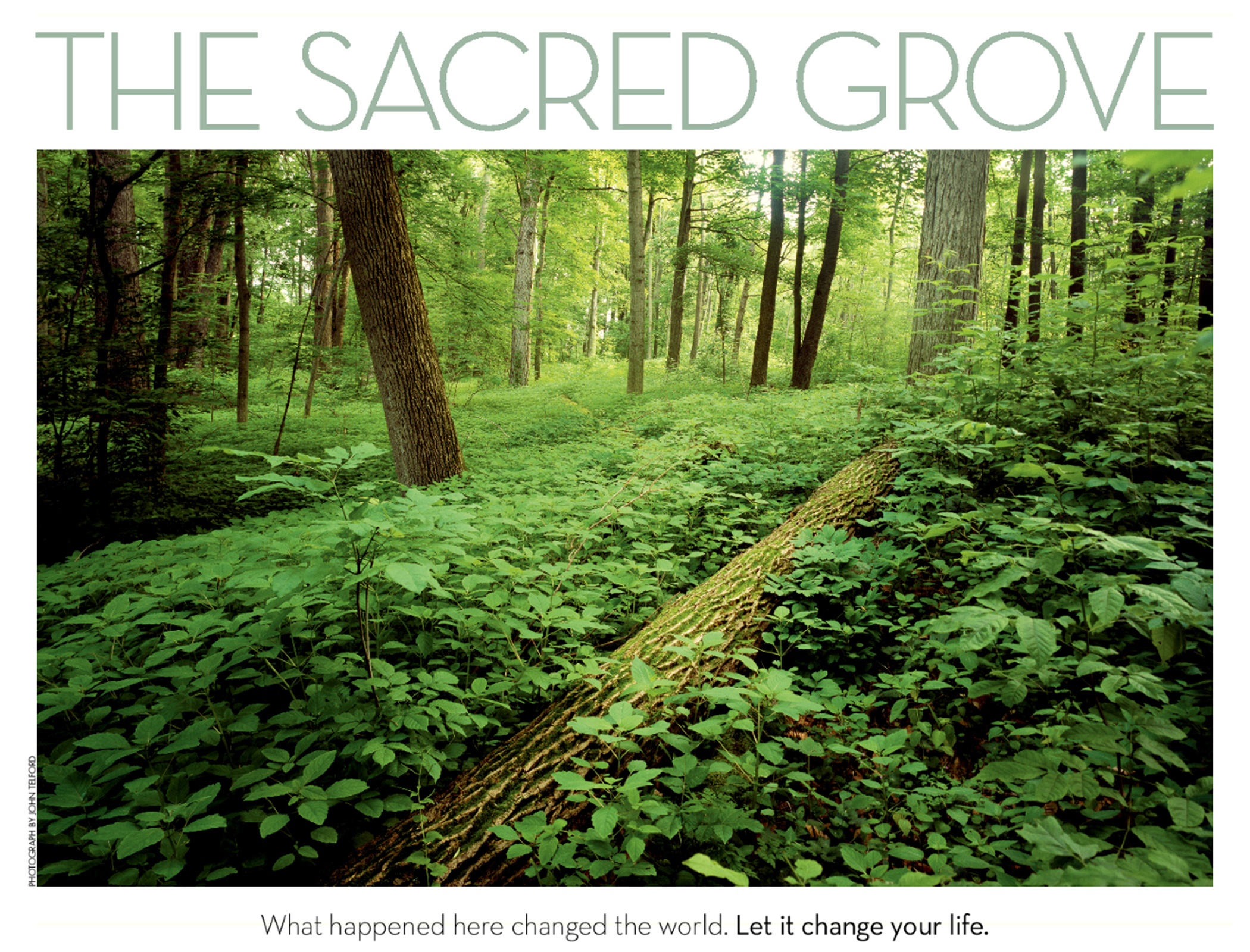 The Sacred Grove