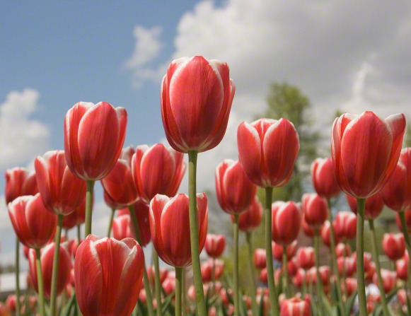 A group of red tulips in bloom with a blue sky above them.