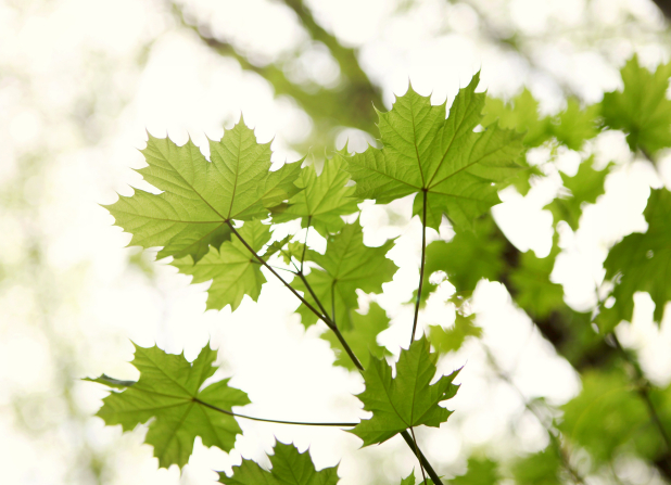 Light green maple leaves on a branch in the spring.