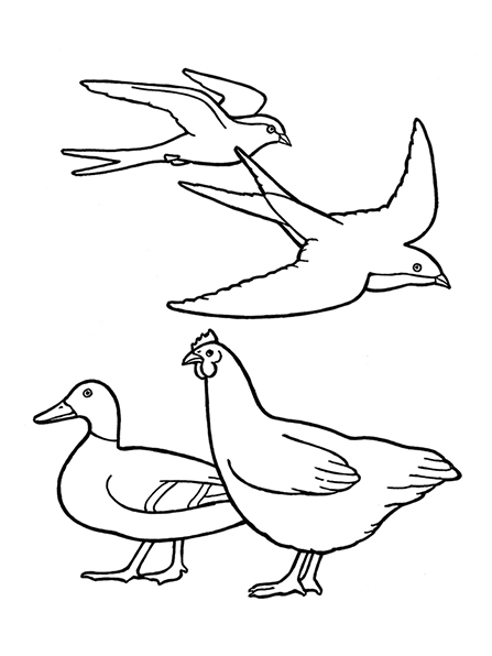 A black-and-white illustration of two birds, a chicken, and a duck.