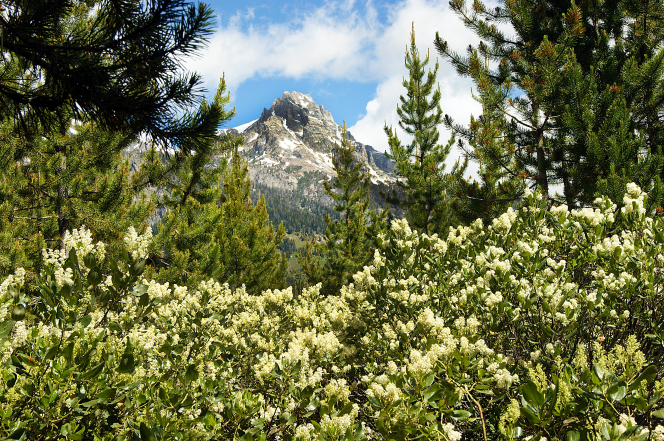 A view of the Grand Teton mountain range, with white wildflowers and trees in the foreground and clouds in the sky overhead.