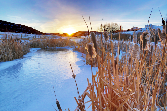 Cattails covered in snow surround a frozen pond, with the sun setting in the background.
