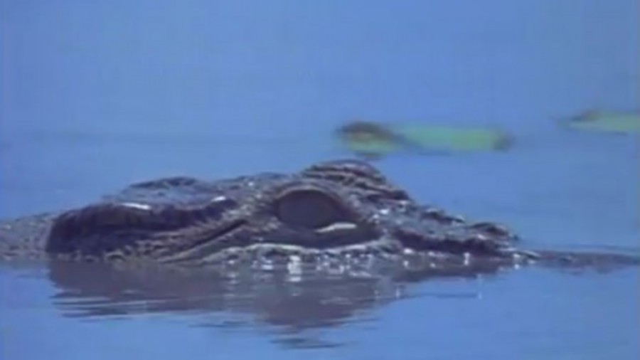 Spiritual Crocodiles