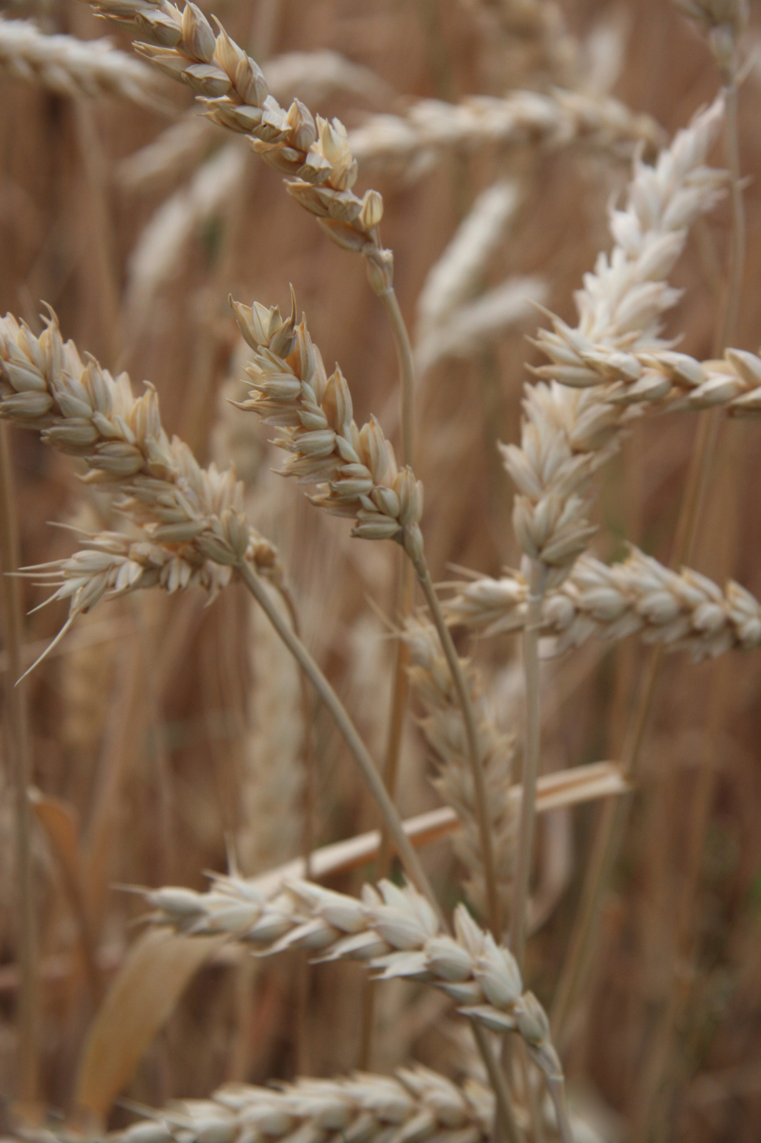 Field of Wheat