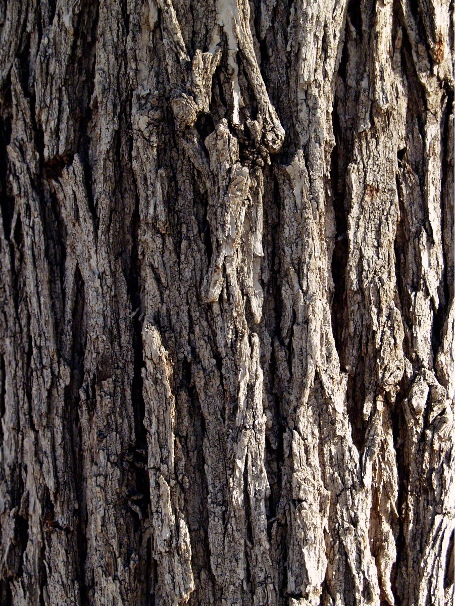 Tree Bark Tree Bark