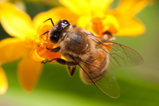 A close-up view of a bee collecting pollen from a yellow flower.