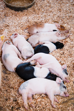 A photo of eight pink and black piglets sleeping side by side on a farm.