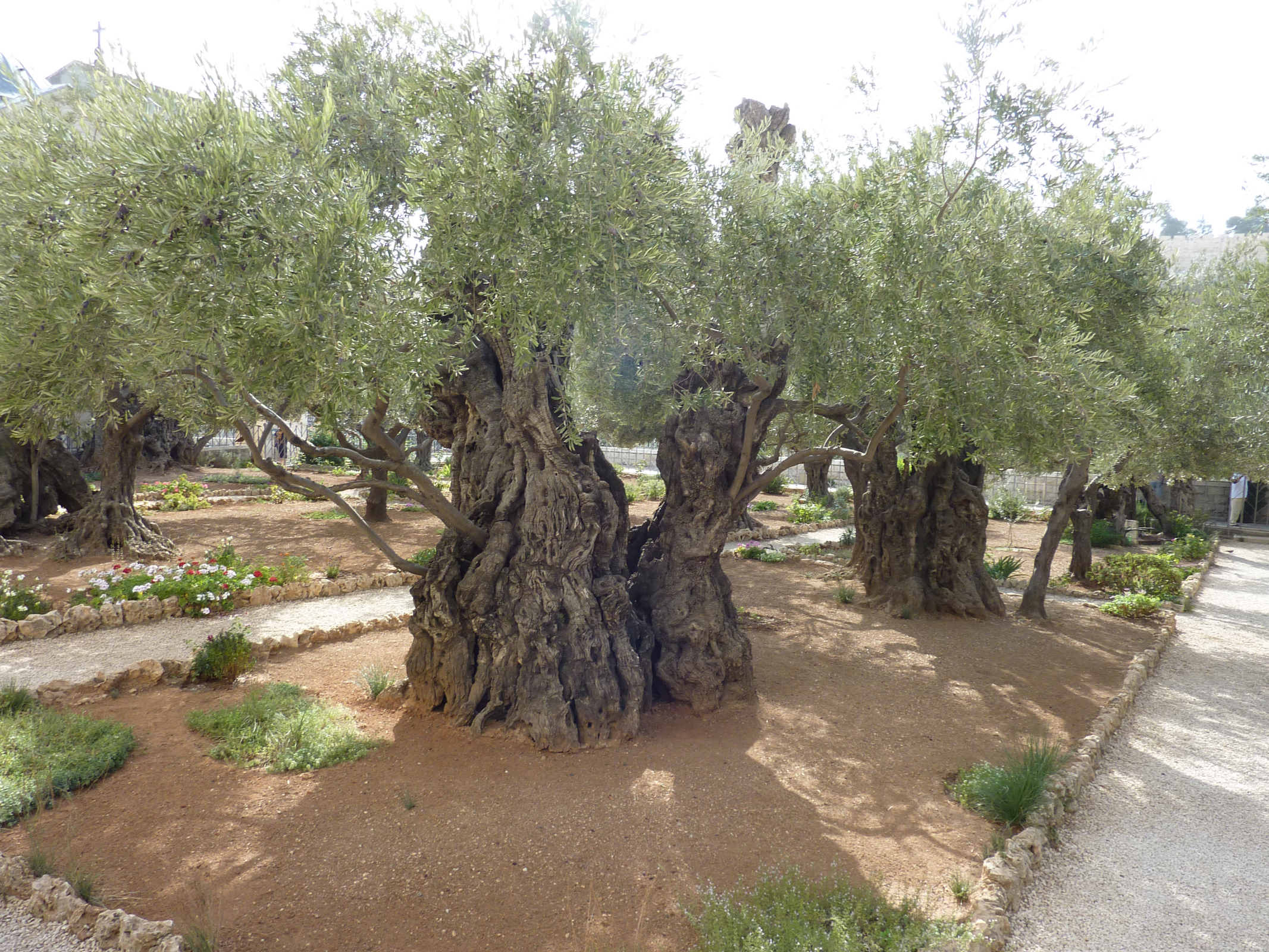 Garden Of Gethsemane