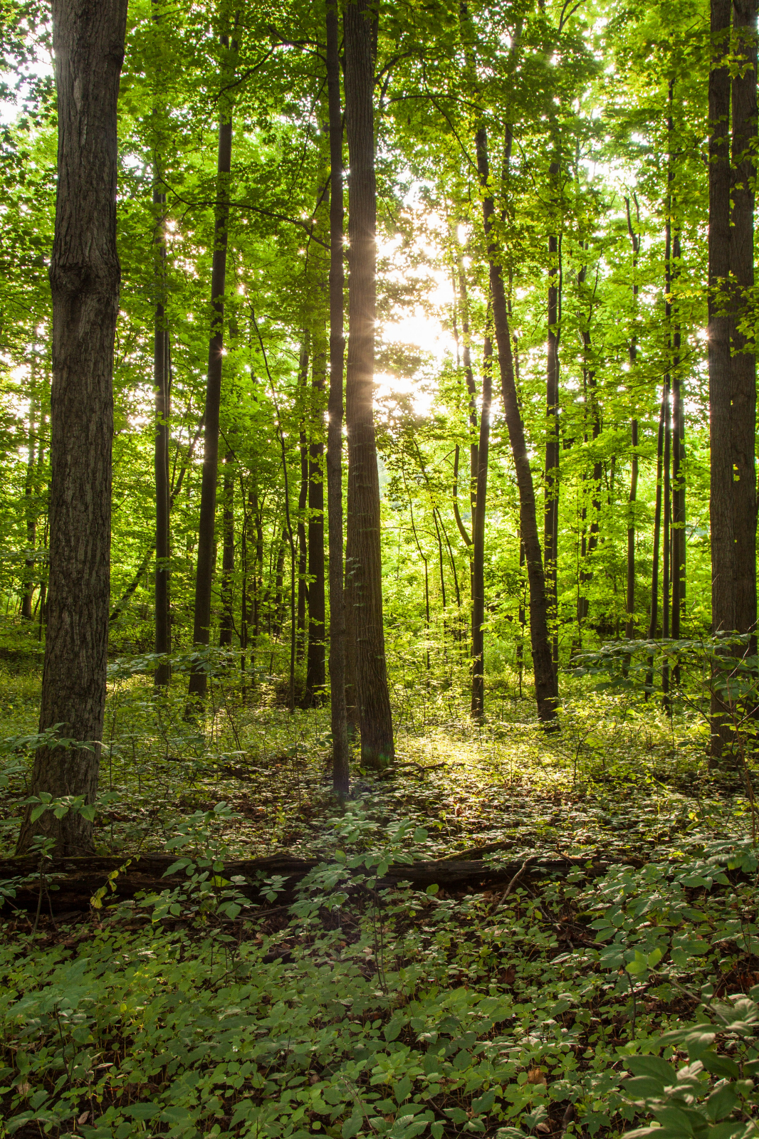 Trees in the Sacred Grove