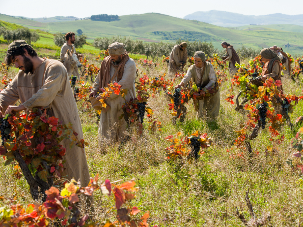 Laborers In The Vineyard