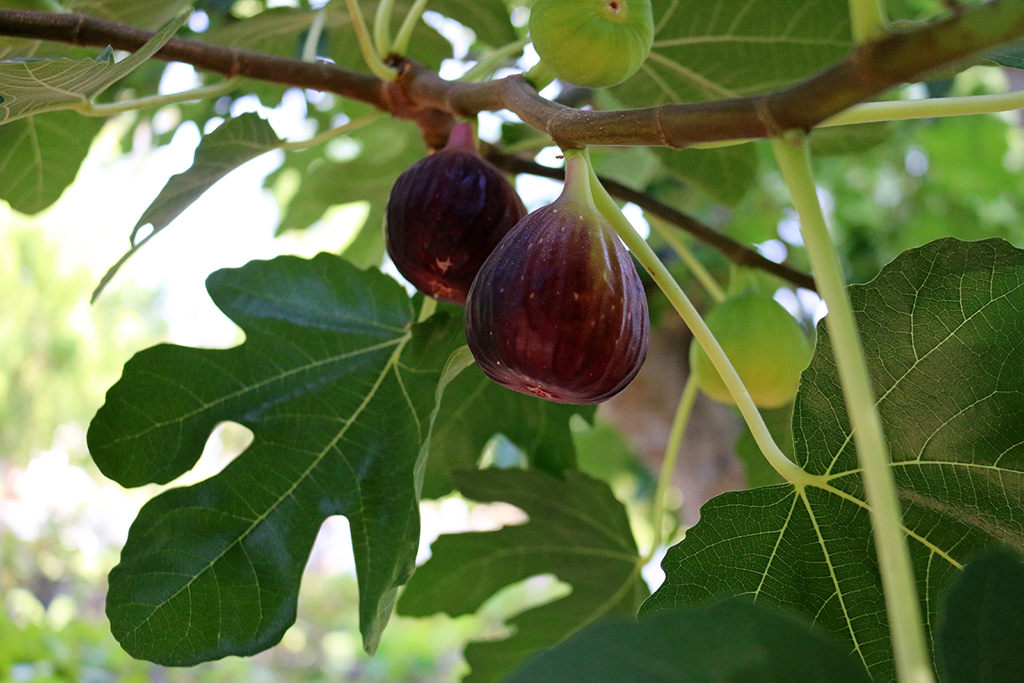 figs-tree-1751552-tablet.jpg (1024Ã—683)