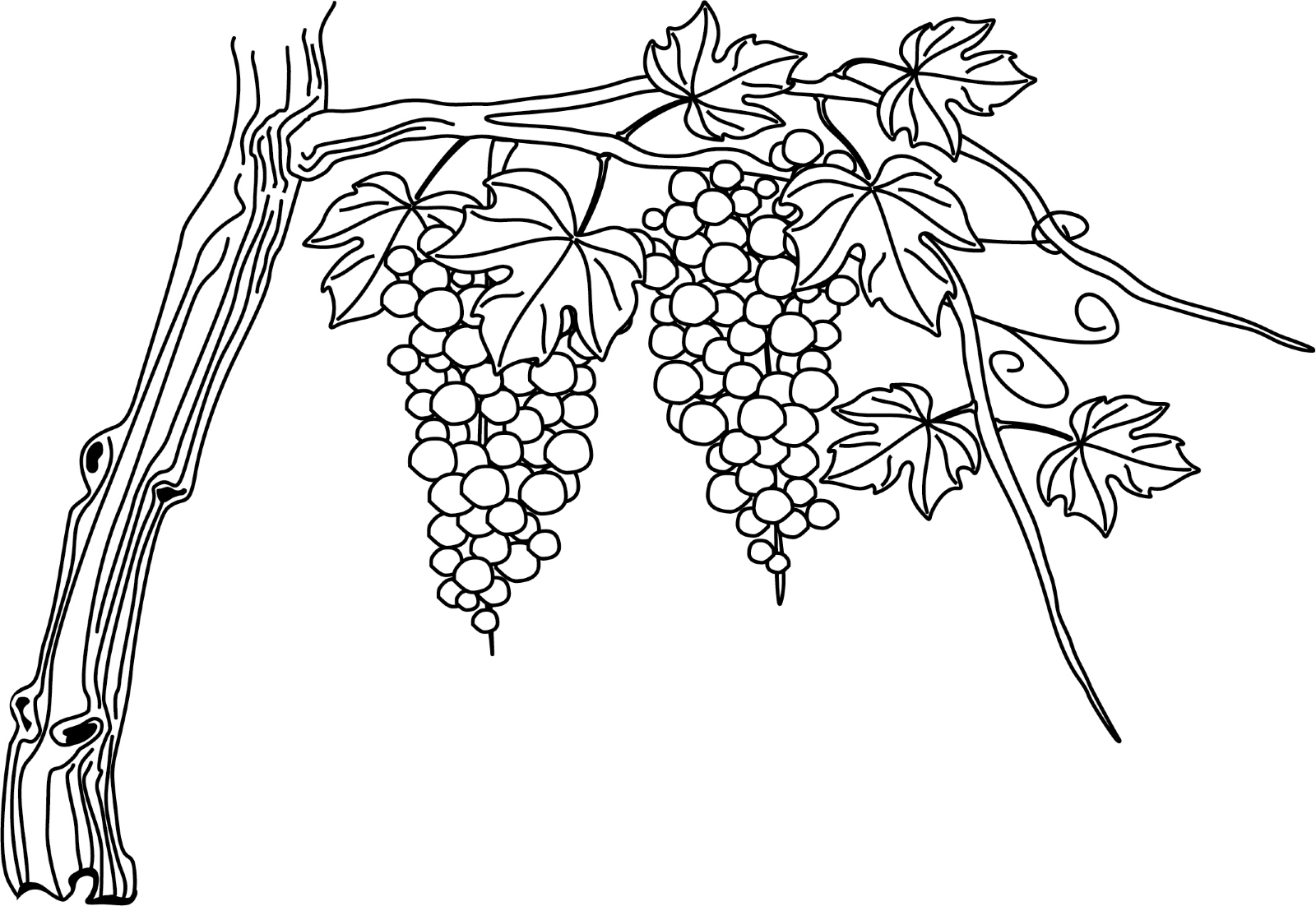 Drawing of a grape vine for Drawing Grape Vines
75sfw Drawing of a grape vine for Drawing Grape Vines
75sfw