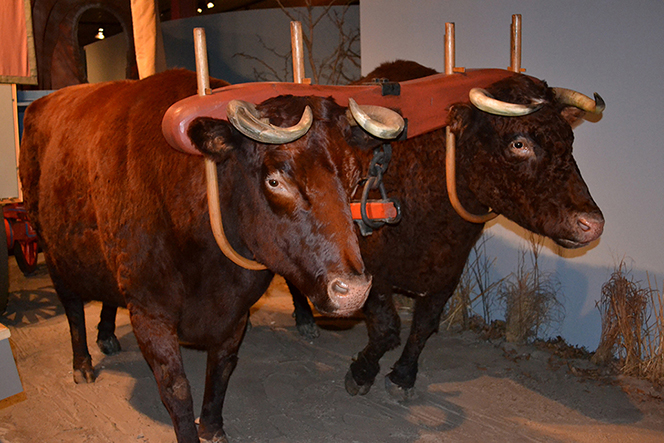 Two model oxen yoked together in an exhibit.