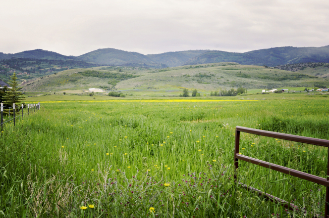 A gate in a grassy meadow with yellow flowers and mountains in the distance.