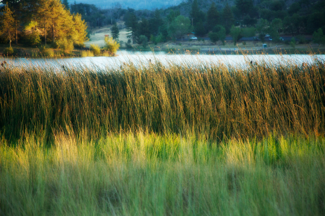 Lake Cuyamaca in California, with grass and trees around it.