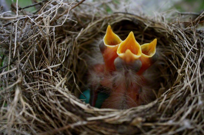 Three baby robins in a nest with their beaks open and fragments of blue eggshells around them.