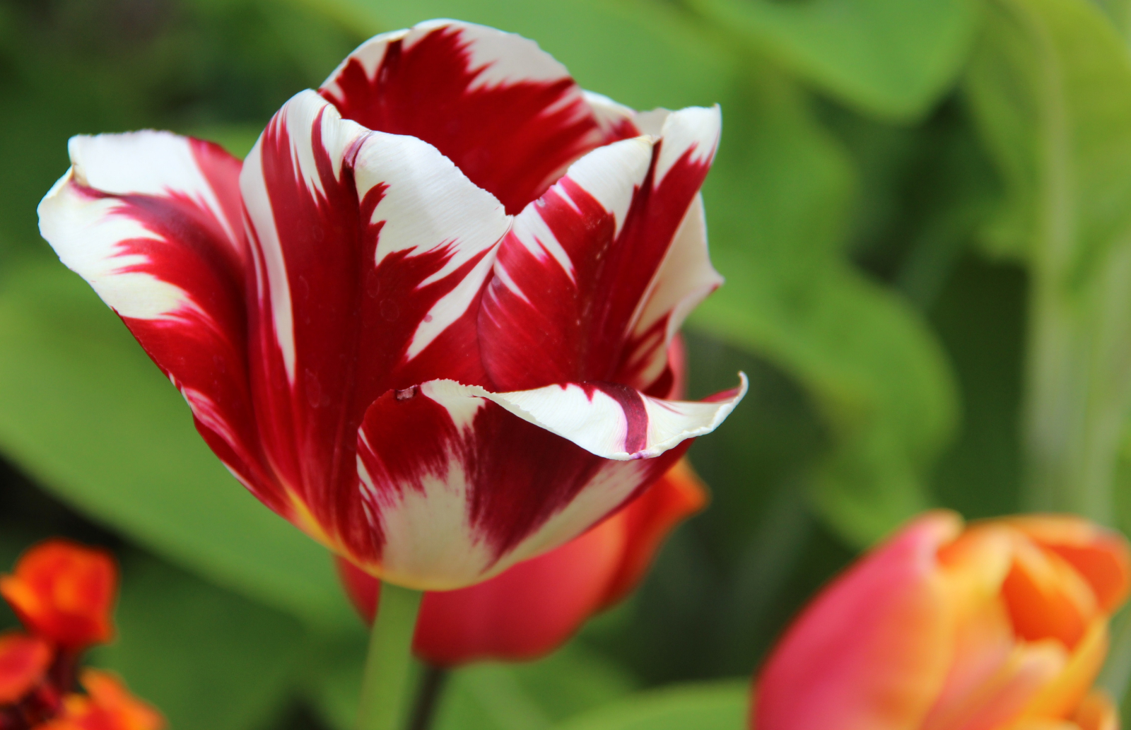 Spring Tulips