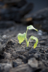 seedling-growing-in-ashes-stoker-773732