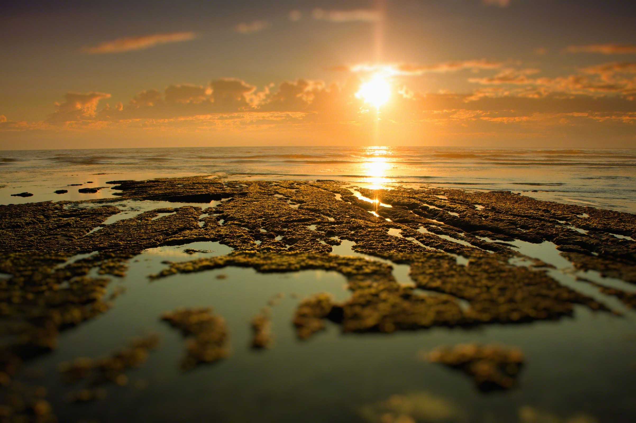 Tide Pool tide-pool